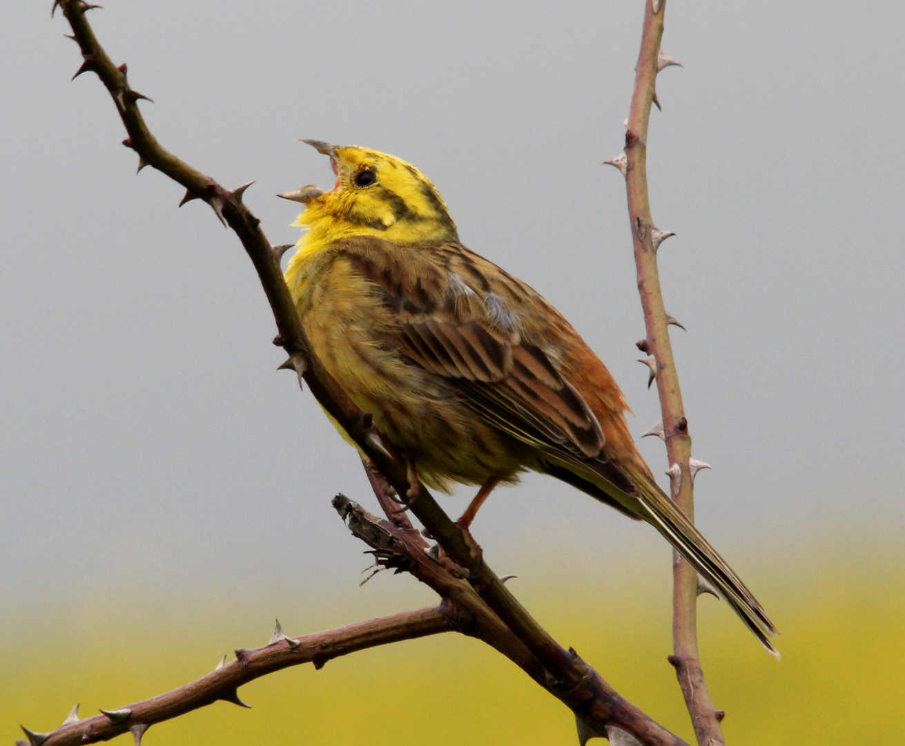 Goldammer (Emberiza citrinella)