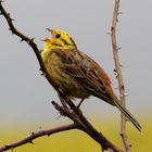 Goldammer (Emberiza citrinella)