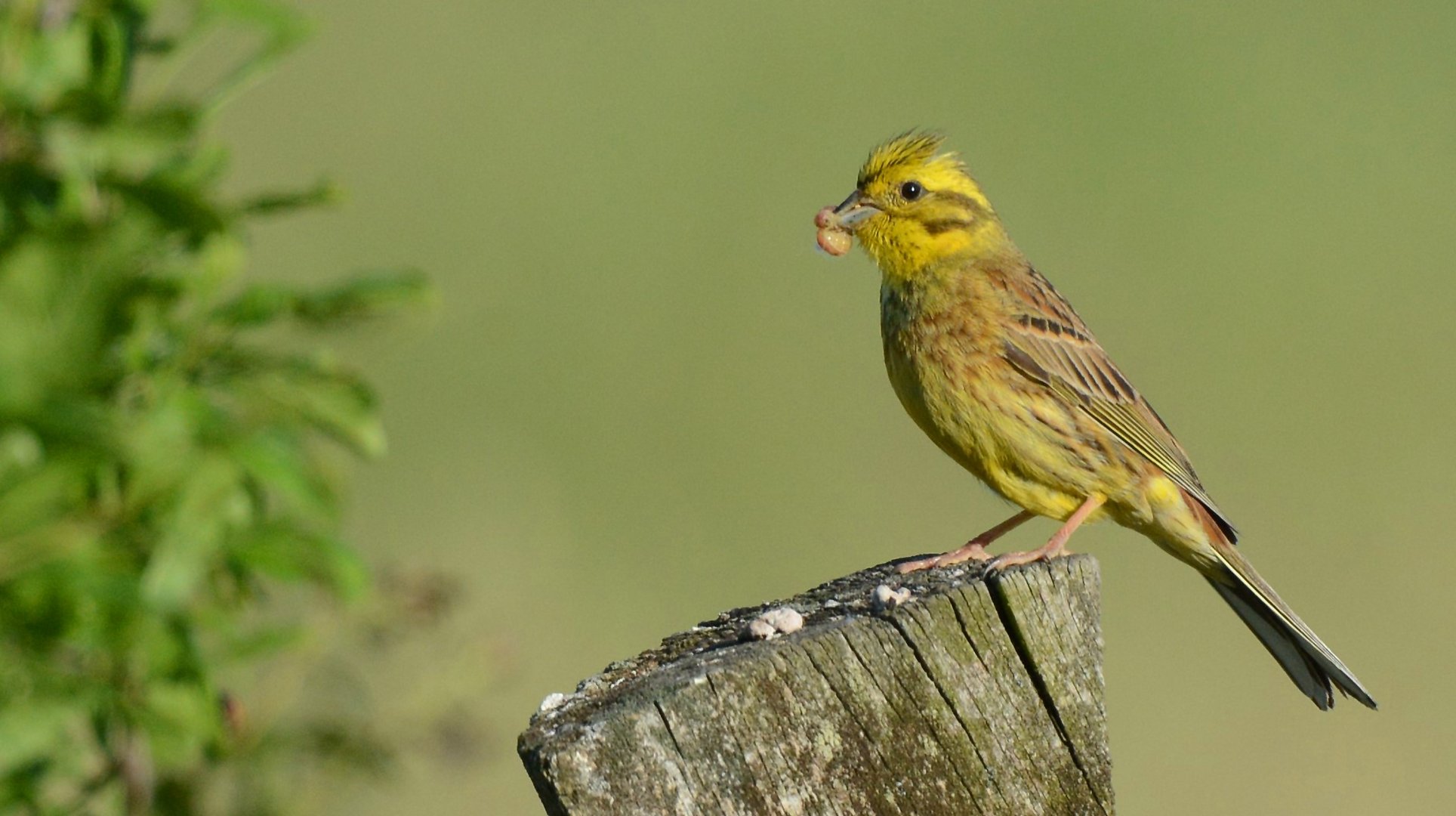 Goldammer (Emberiza citrinella)