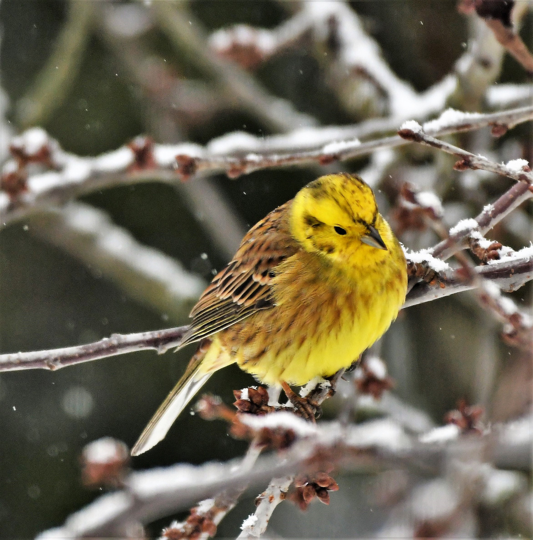 Goldammer (Emberiza citrinella )