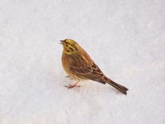 Goldammer (Emberiza citrinella) 