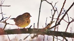 Goldammer (Emberiza citrinella) 