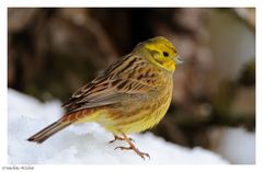 ---- Goldammer ---- ( Emberiza citrinella )