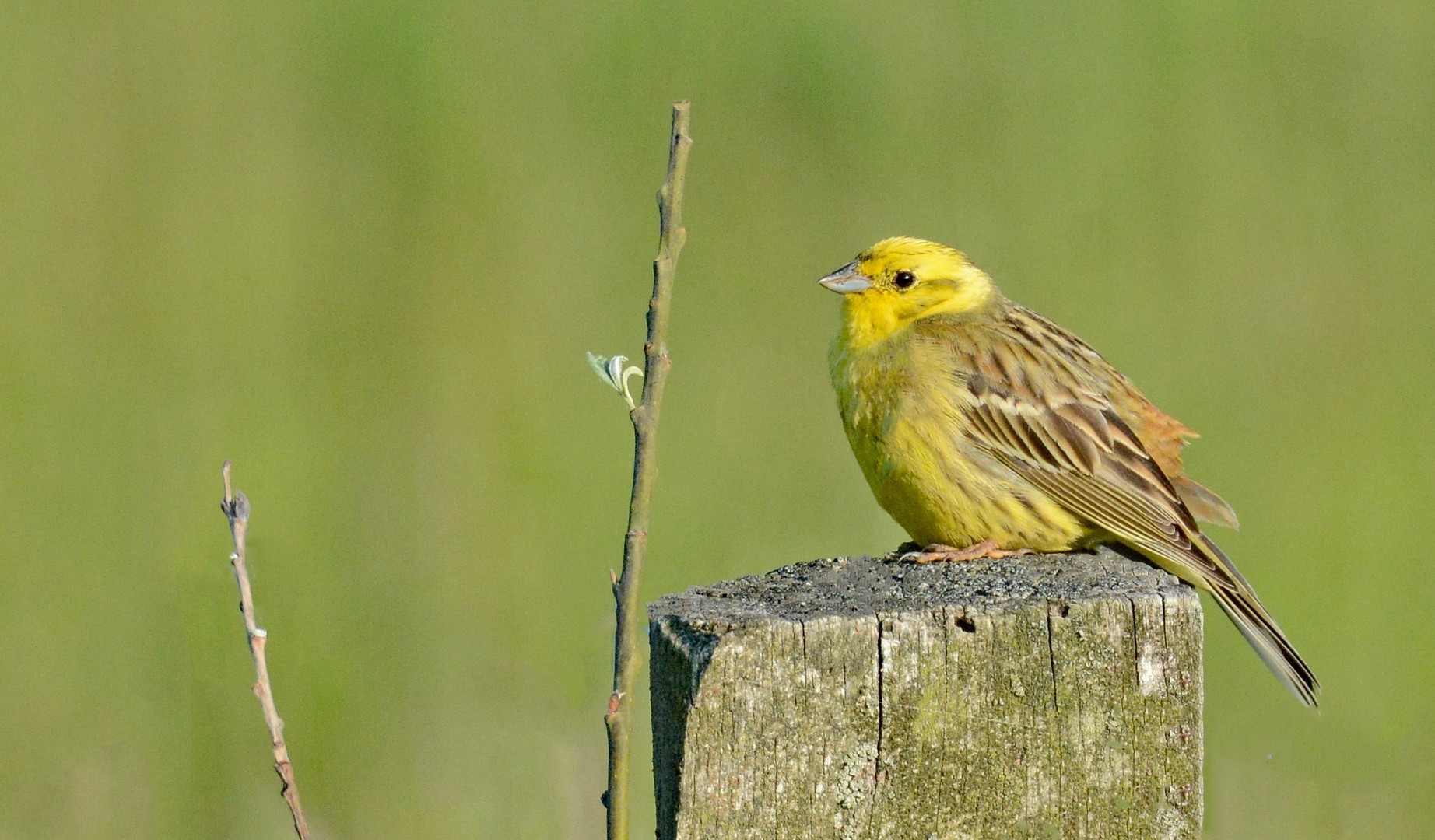 Goldammer (Emberiza citrinella)