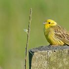 Goldammer (Emberiza citrinella)