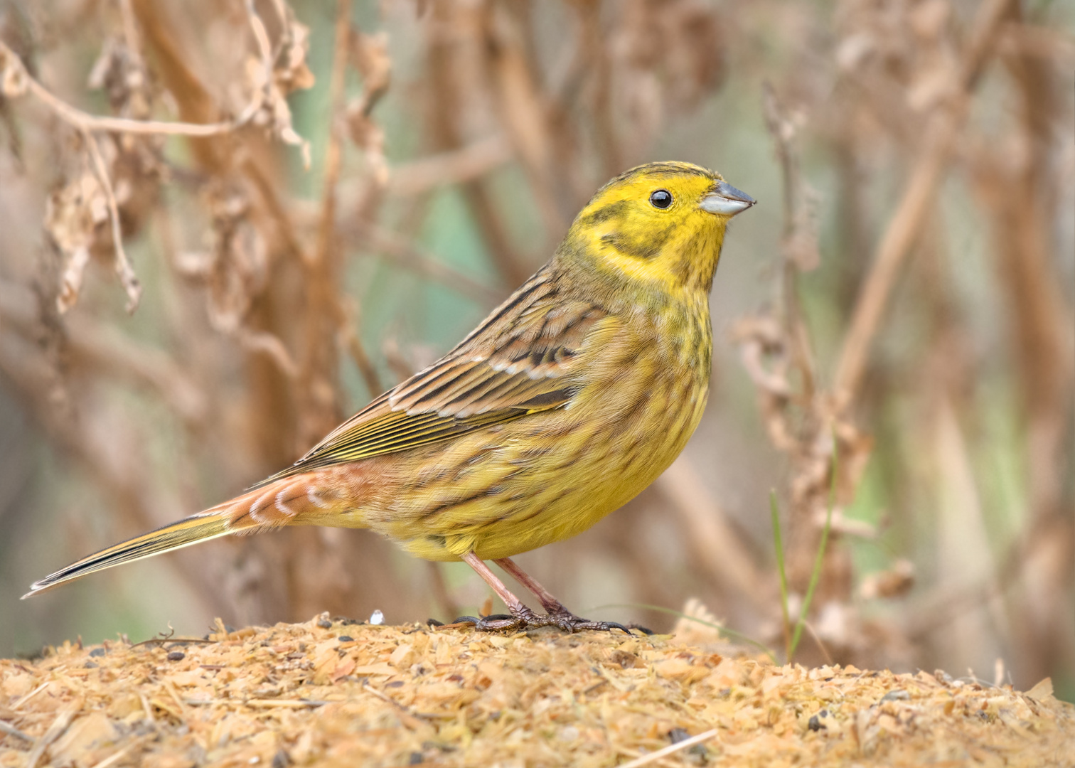 Goldammer (Emberiza citrinella)