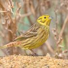 Goldammer (Emberiza citrinella)