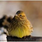 --- Goldammer --- ( Emberiza citrinella )