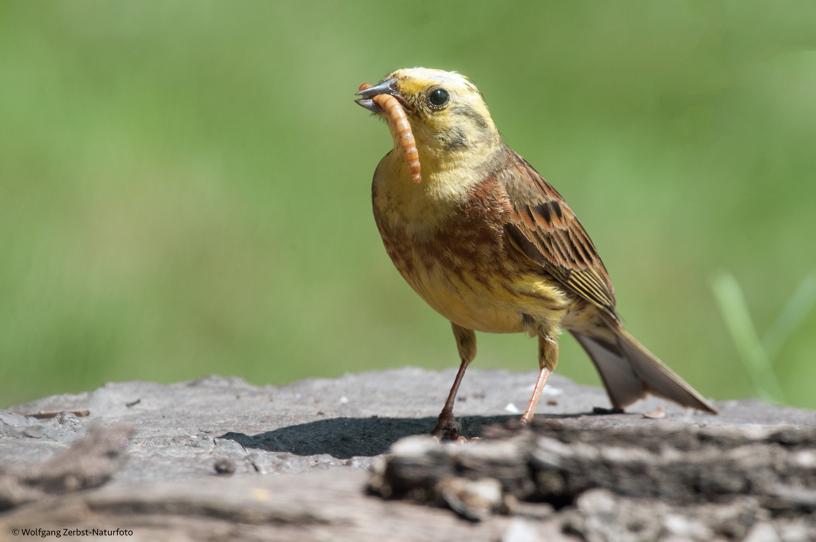 --- Goldammer  ---   ( Emberiza citrinella )