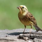 --- Goldammer  ---   ( Emberiza citrinella )