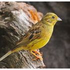 --- Goldammer --- ( Emberiza citrinella)