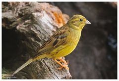 --- Goldammer --- ( Emberiza citrinella)