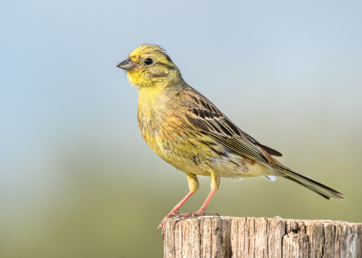 Goldammer (Emberiza citrinella)