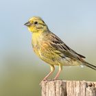 Goldammer (Emberiza citrinella)