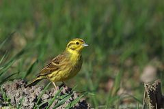 Goldammer (Emberiza citrinella)