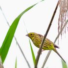 Goldammer ( Emberiza citrinella )