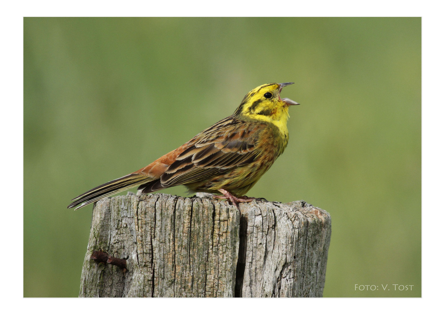 Goldammer  Emberiza citrinella