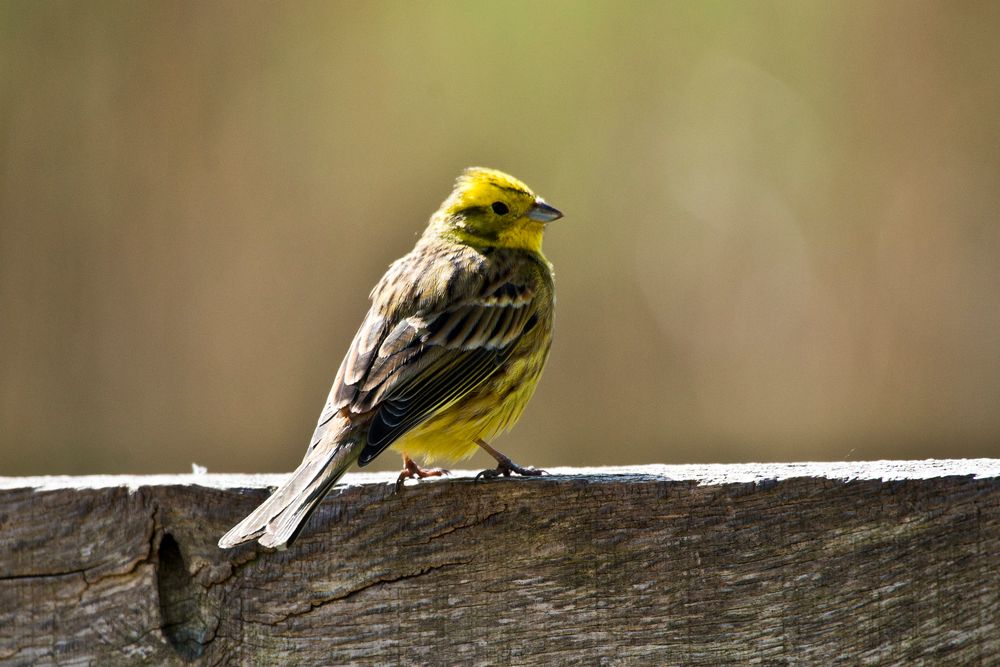 Goldammer / Emberiza citrinella