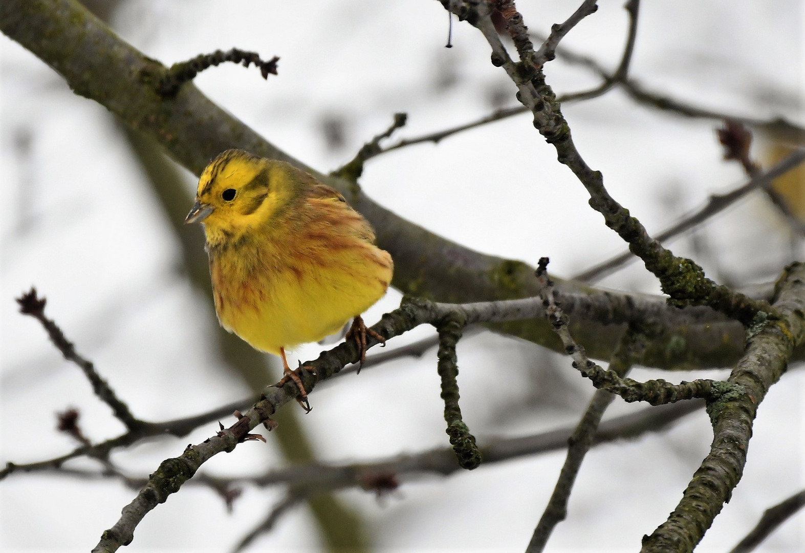 Goldammer (Emberiza citrinella )