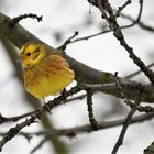 Goldammer (Emberiza citrinella )