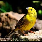 - Goldammer - (Emberiza citrinella )