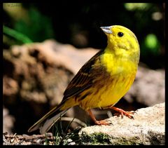 - Goldammer - (Emberiza citrinella )