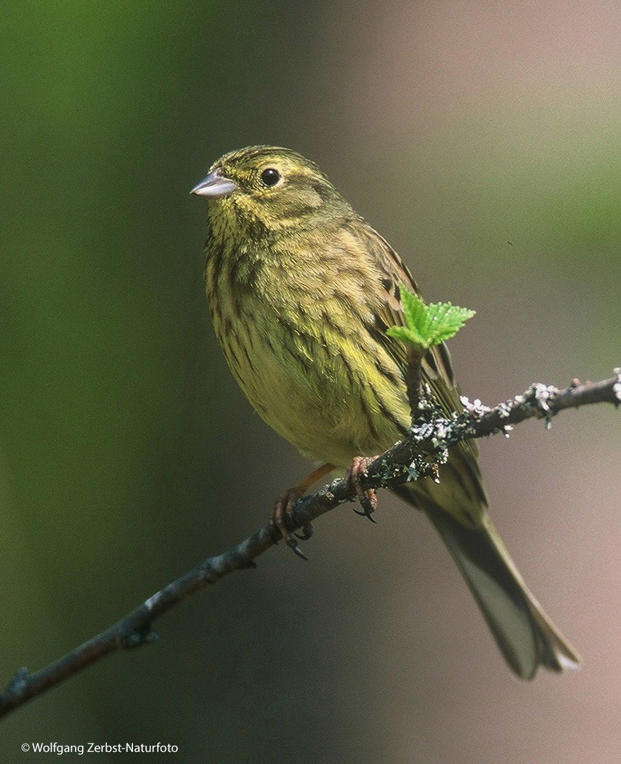 ---  Goldammer  ---   ( Emberiza citrinella )