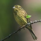 ---  Goldammer  ---   ( Emberiza citrinella )