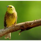 - Goldammer - ( Emberiza citrinella )