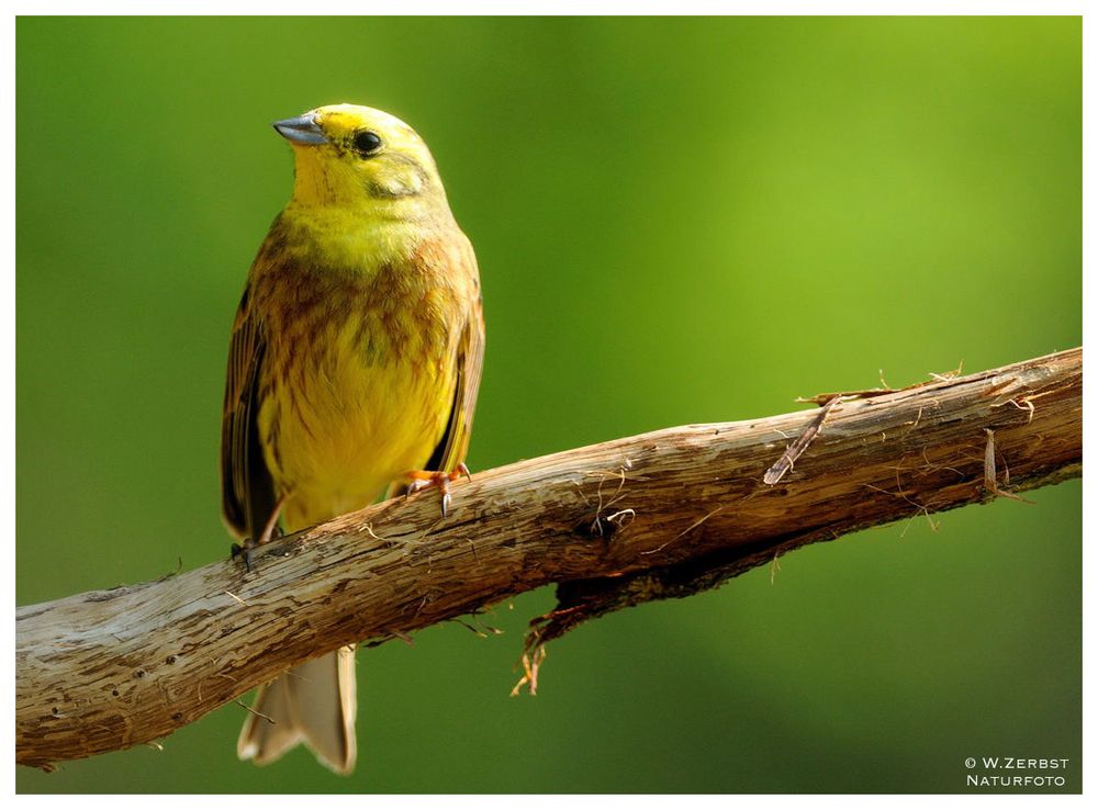 - Goldammer - ( Emberiza citrinella )