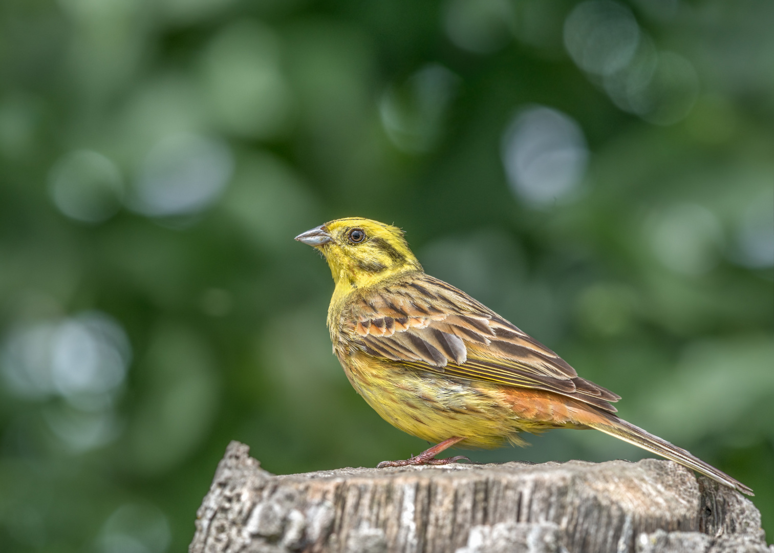 Goldammer (Emberiza citrinella)