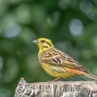 Goldammer (Emberiza citrinella)