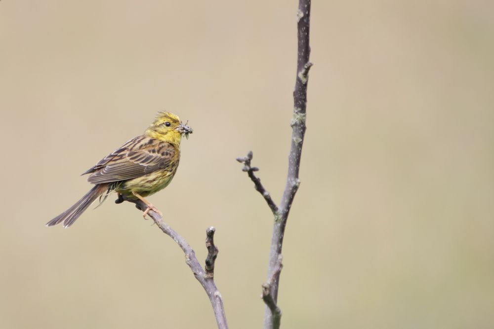 Goldammer (Emberiza citrinella)