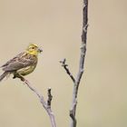 Goldammer (Emberiza citrinella)