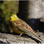 --- Goldammer ... ( Emberiza citrinella )