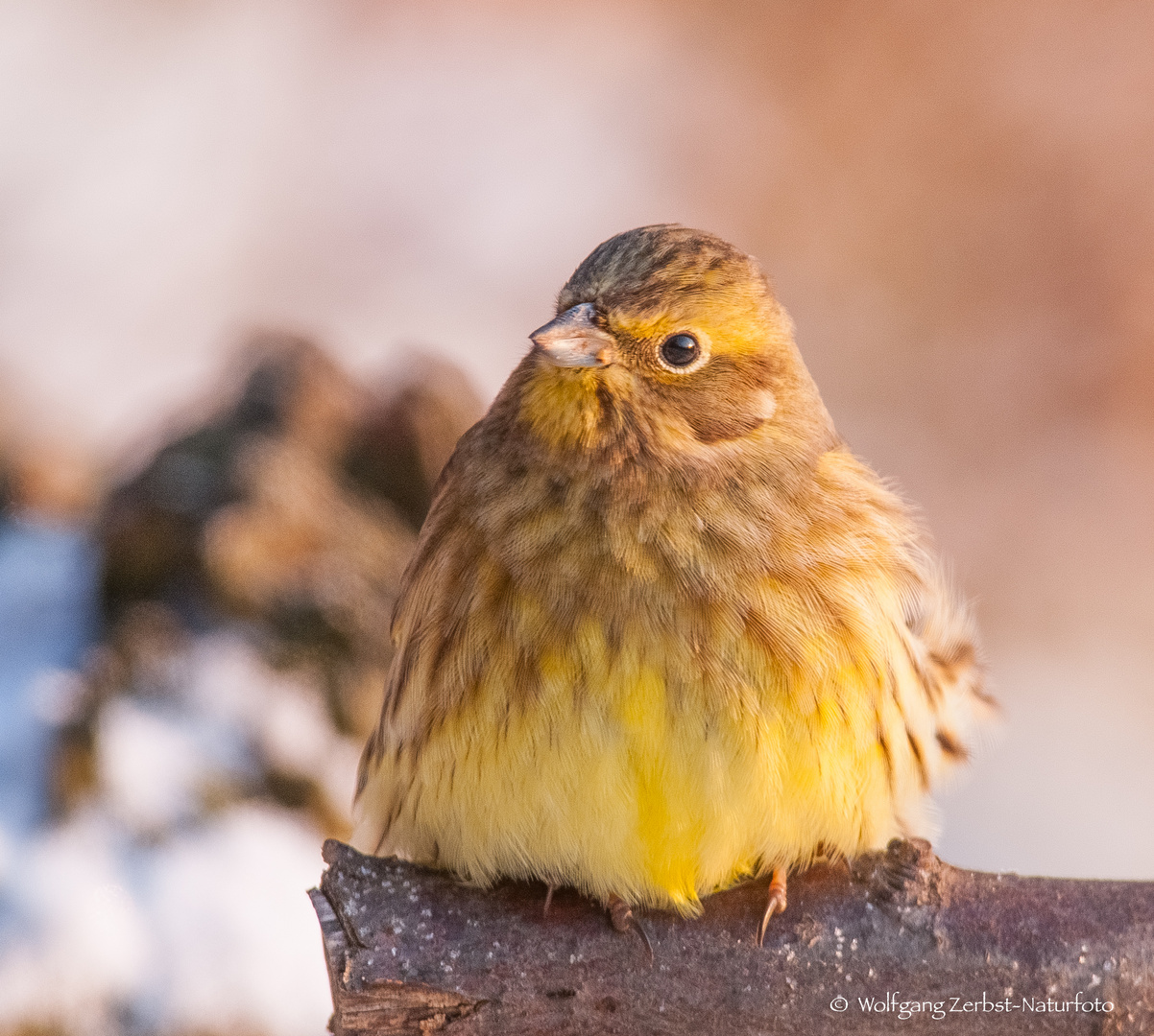   - GOLDAMMER -  ( Emberiza citrinella )