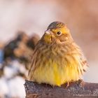   - GOLDAMMER -  ( Emberiza citrinella )