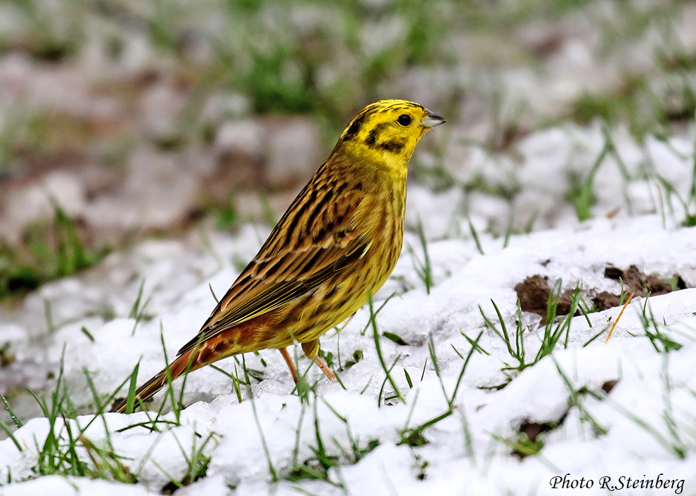 Goldammer (Emberiza citrinella) II.