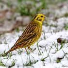 Goldammer (Emberiza citrinella) II.