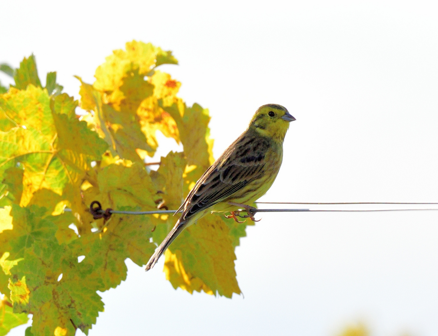 Goldammer, (Emberiza citrinella) im Weinberg, Yellowhammer, Escribano cerillo