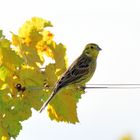 Goldammer, (Emberiza citrinella) im Weinberg, Yellowhammer, Escribano cerillo