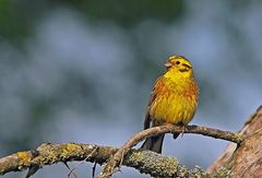 Goldammer (Emberiza citrinella), männlich