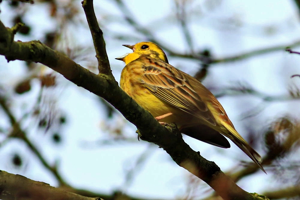 Goldammer [Emberiza citrinella] - männlich