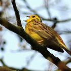 Goldammer [Emberiza citrinella] - männlich