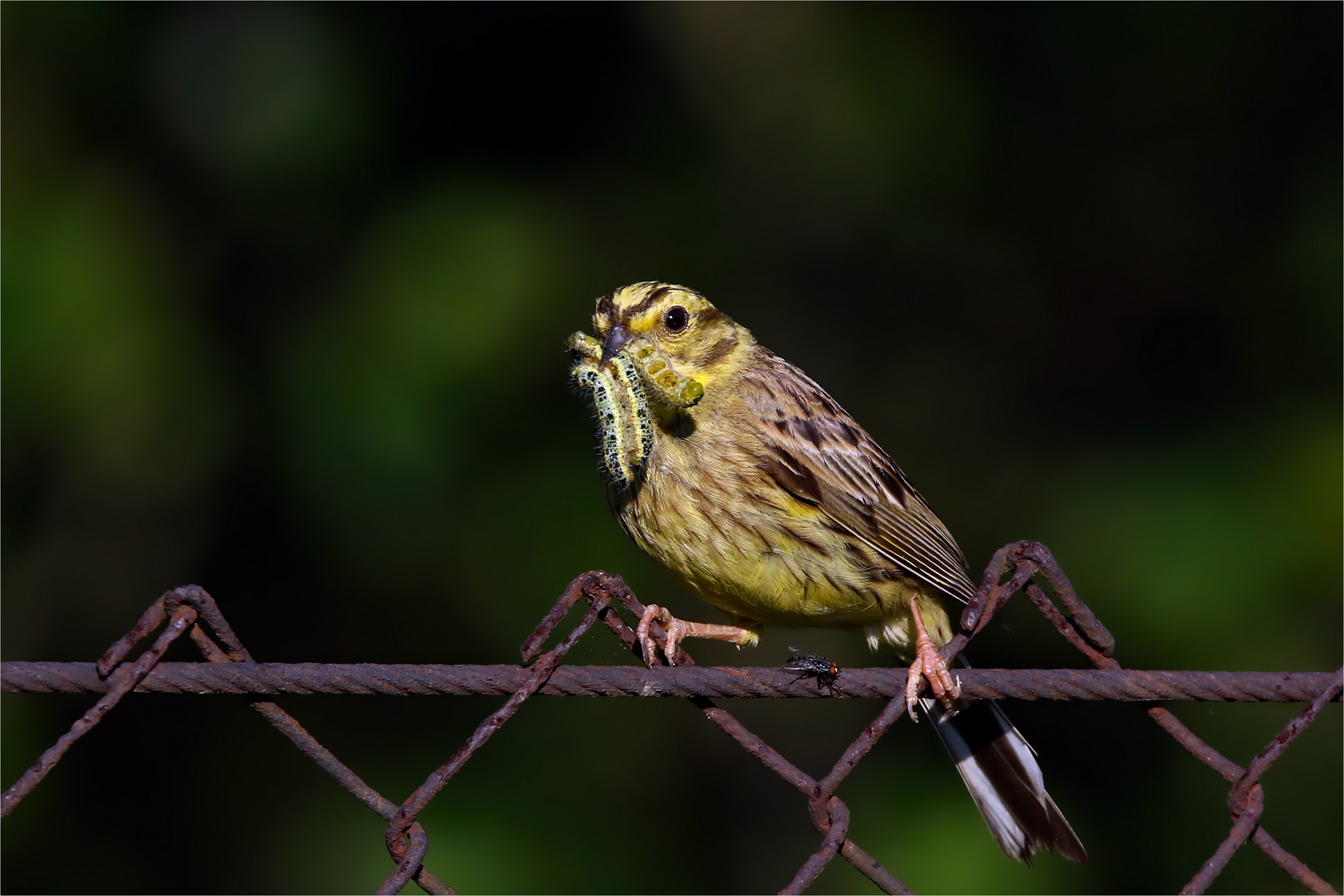 Goldammer (Emberiza citrinella) mit Raupen vom Großen Kohlweißling