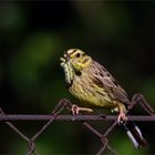 Goldammer (Emberiza citrinella) mit Raupen vom Großen Kohlweißling