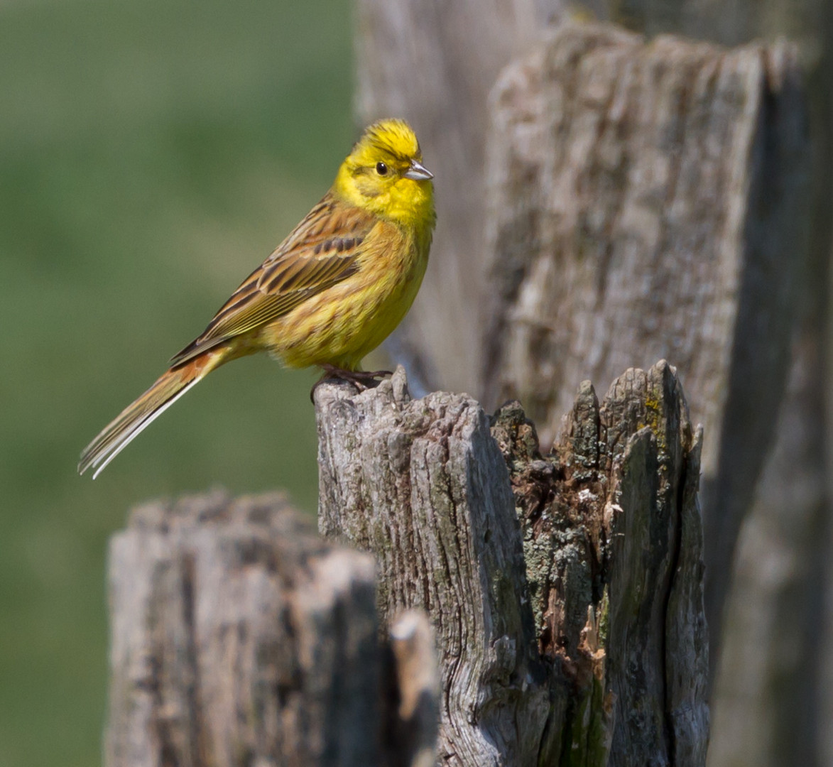 Goldammer (Emberiza citrinella), Nr. 1