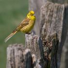 Goldammer (Emberiza citrinella), Nr. 1