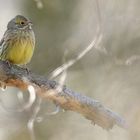 Goldammer (Emberiza citrinella) weiblich