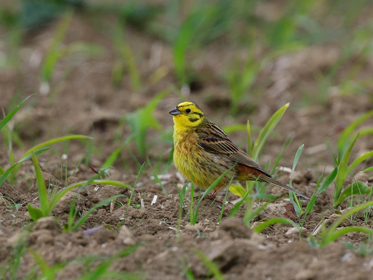 Goldammer, (Emberiza citrinella), Yellowhammer, Escribano cerillo